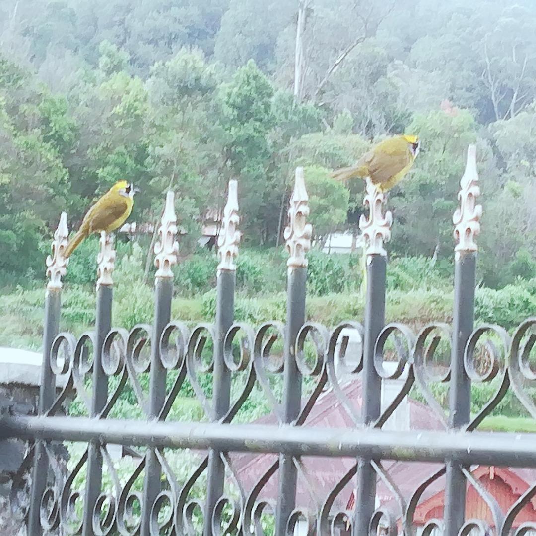 Appartamento Royal Wattles Nuwara Eliya Esterno foto