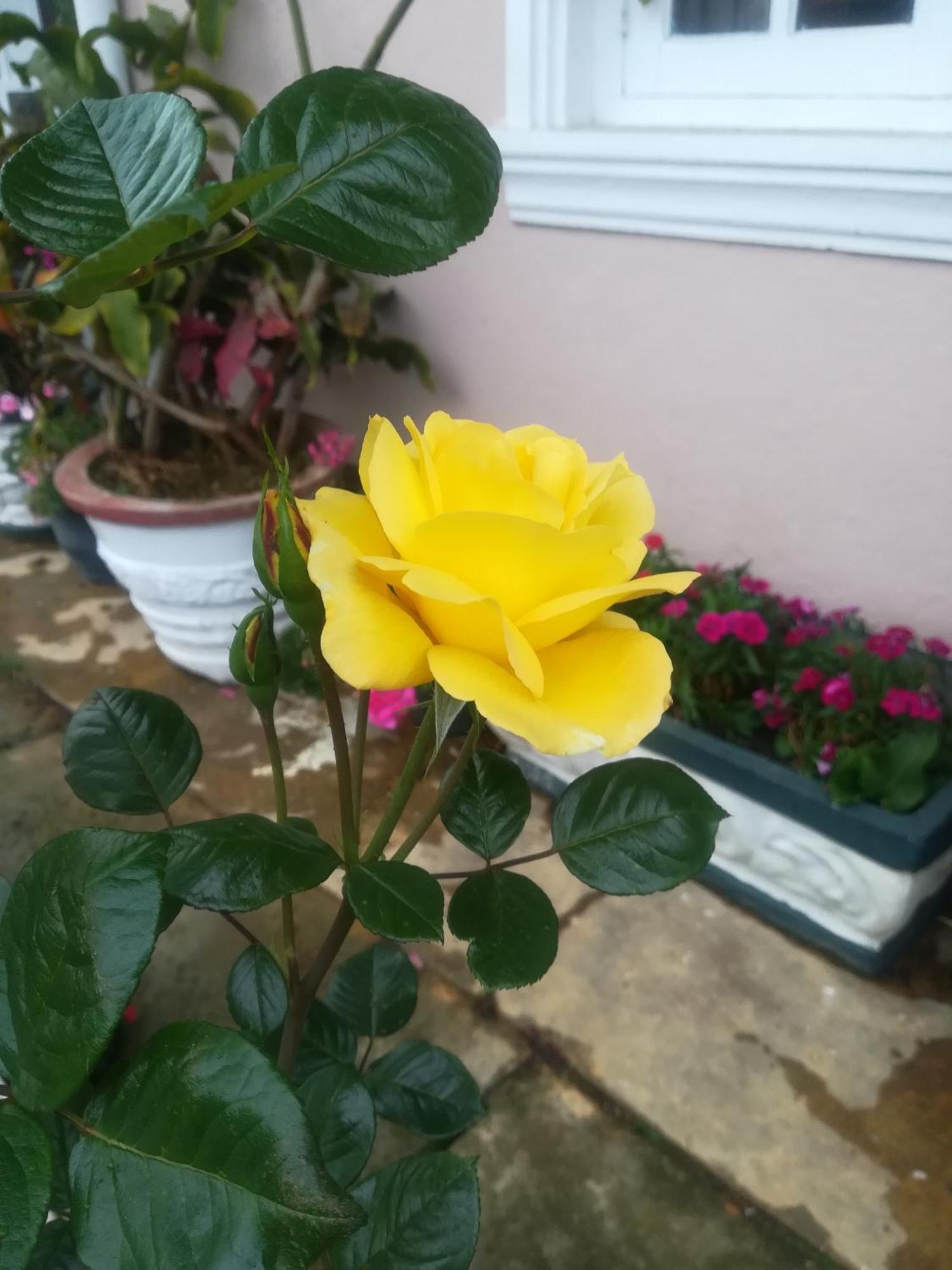 Appartamento Royal Wattles Nuwara Eliya Esterno foto